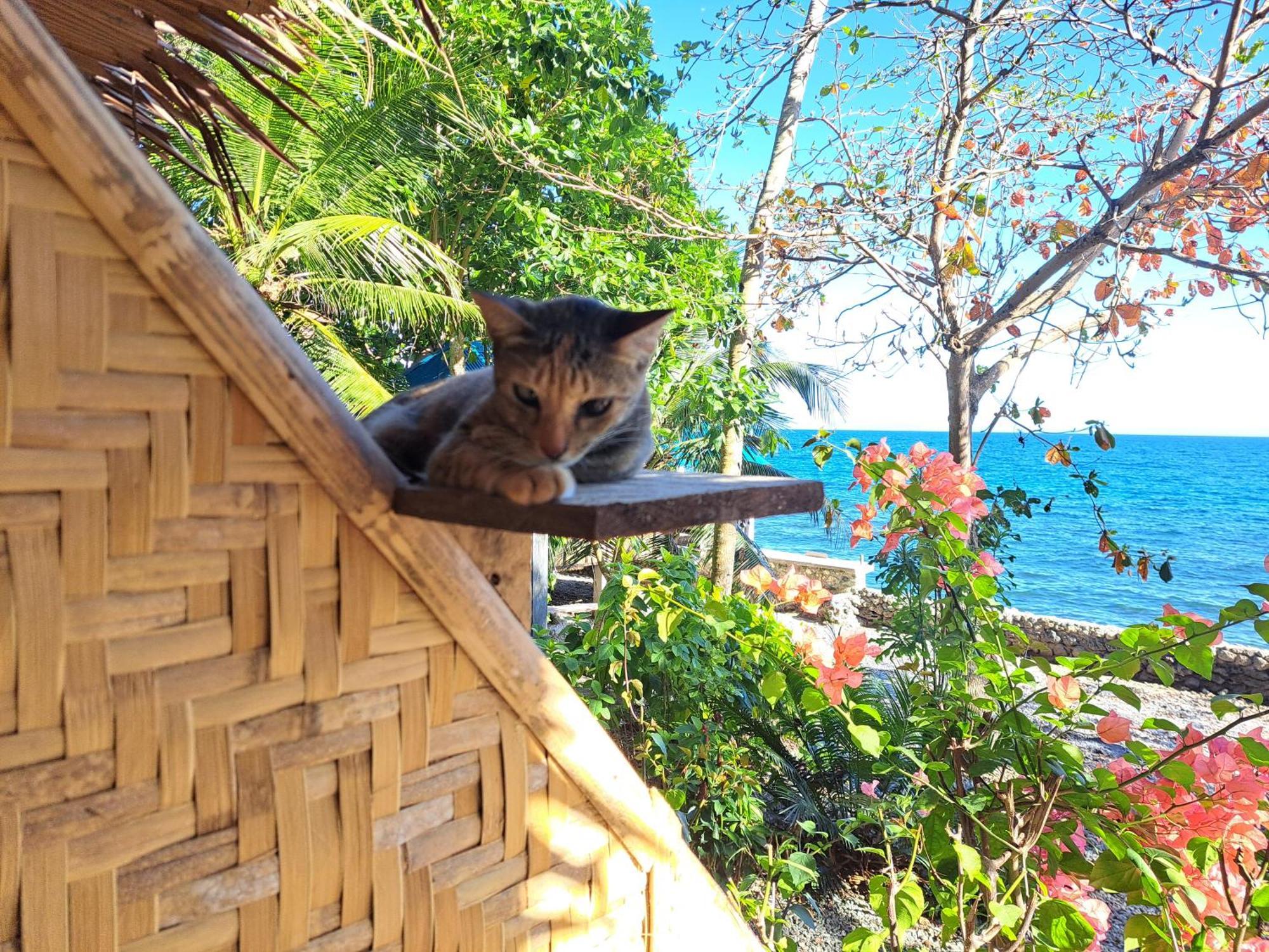 Paseo Del Mar Seaside Inn Jagna ภายนอก รูปภาพ