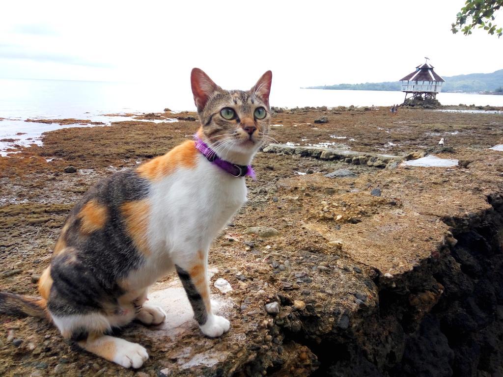 Paseo Del Mar Seaside Inn Jagna ภายนอก รูปภาพ